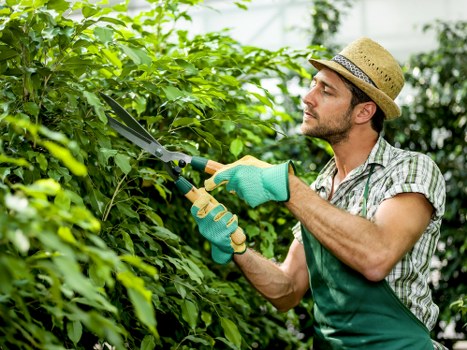 A man wearing a straw hat and green gardening gloves is trimming dense, lush green hedges in an outdoor garden on a bright day. The garden features a well-maintained lawn with short, even grass, bordered by the hedge line with a few flower beds and paved pathways visible in the background. The hedge consists of leafy shrubs with vibrant green foliage, and there are taller trees with leafy branches behind the man, providing partial shade. The scene depicts a tidy, landscaped outdoor space typical of residential gardens in Pinner, with natural light highlighting the textures and colours of the plants. The man is focused on his gardening task, using a pair of pruning shears, and is dressed in casual, weather-appropriate clothing suitable for outdoor garden maintenance, reflecting a professional approach to lawn and hedge care that Lawn Mowing Pinner offers as part of their gardening services.