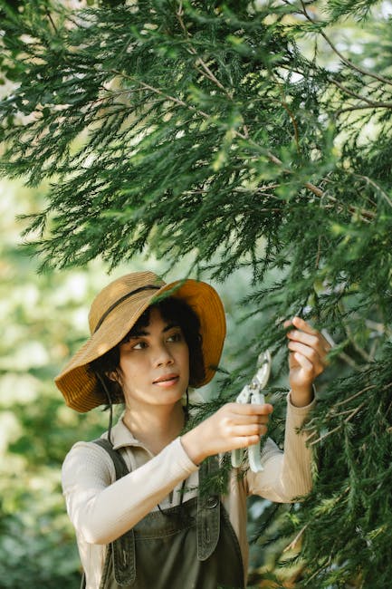 A woman wearing a wide-brimmed straw hat and outdoor work attire is engaged in garden maintenance within a lush, green garden. She is pruning or trimming branches of an evergreen tree, using garden sh